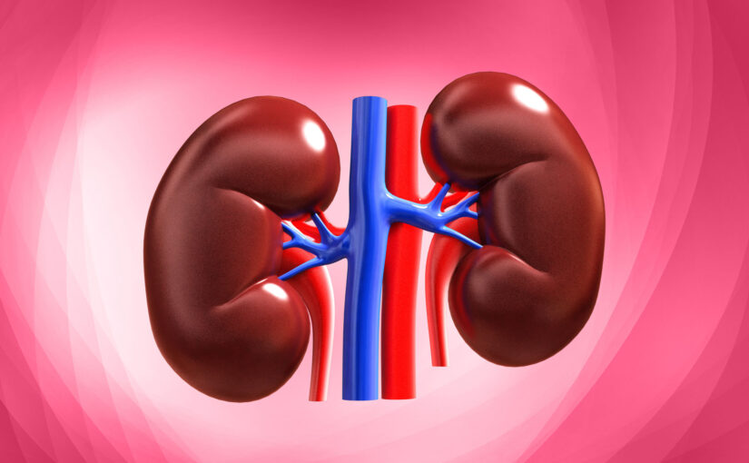 Kidney